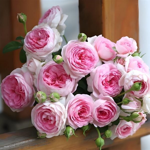 Mon Coeur Roses丨Your roses