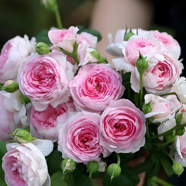 Mon Coeur Rose Climbing丨Your roses