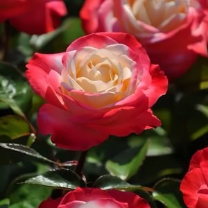 Nostalgie Rose