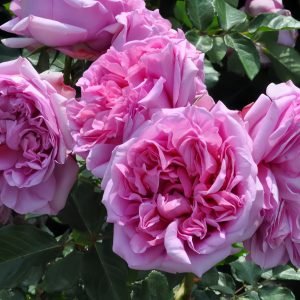 Pompadour Rose