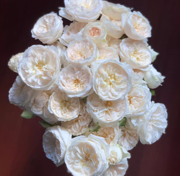 garden rose purity