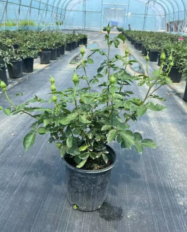 sheherazad rose plant for sale