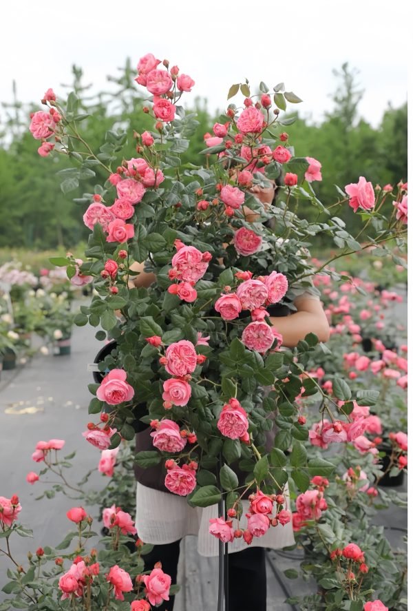 Summer Fireworks Rose for sale