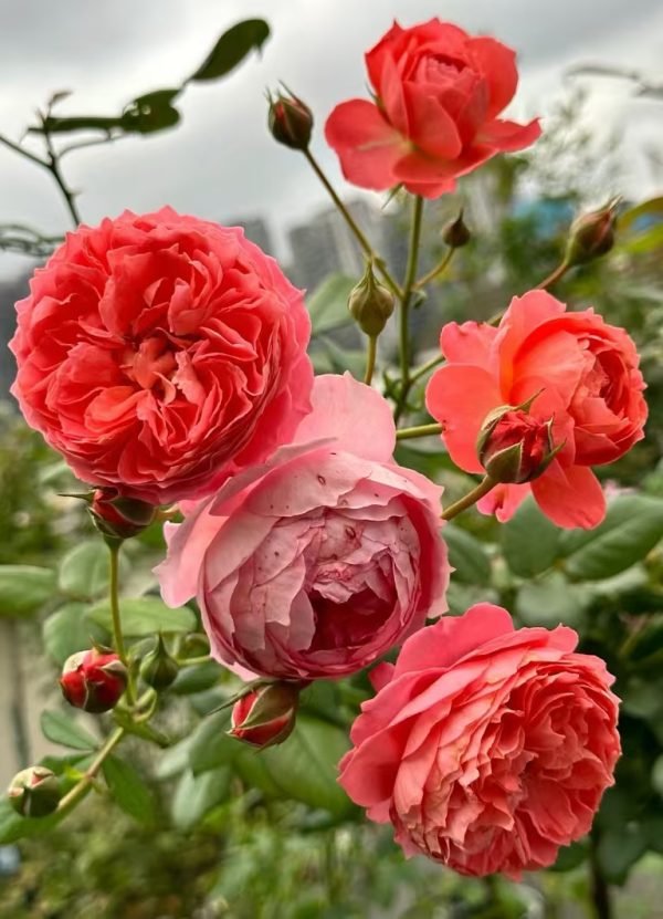 Summer Fireworks Rose丨Your roses