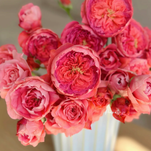 Summer Fireworks Rose丨Your roses