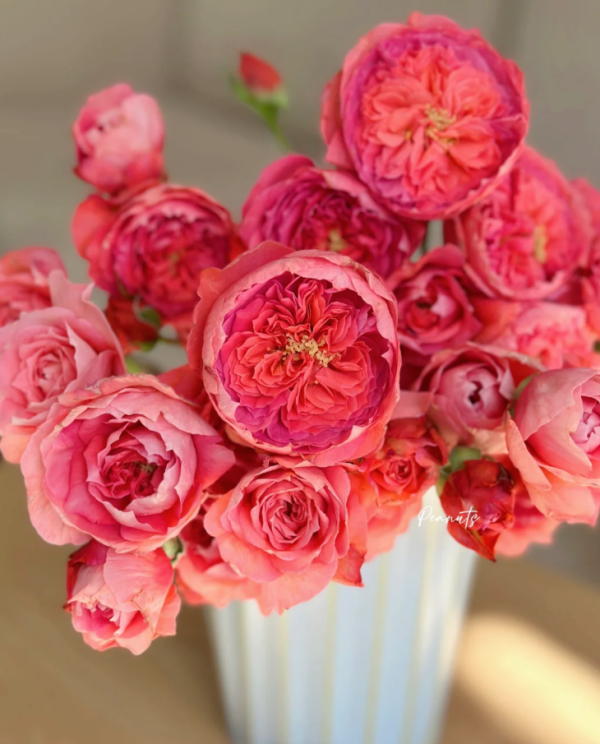 Summer Fireworks Rose丨Your roses