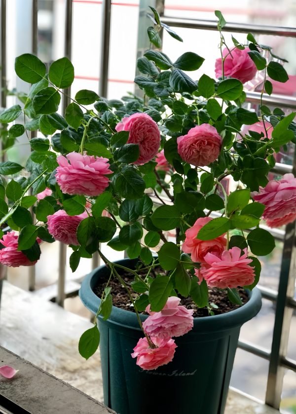 Summer Fireworks Roses