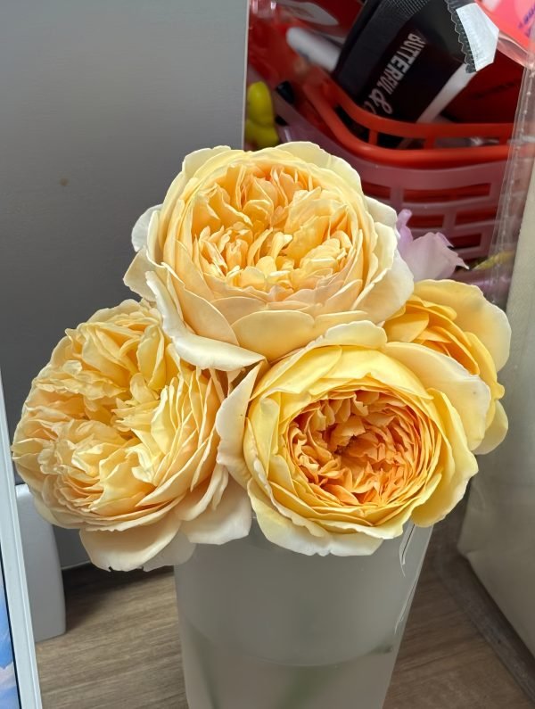 rose goldie for sale