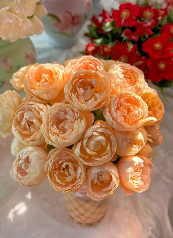 goldie rose for sale