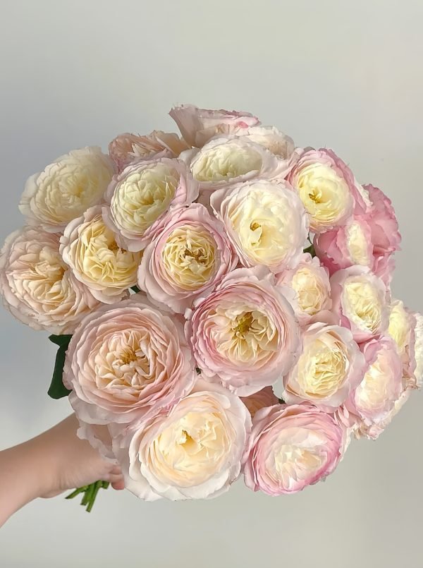 rose kayla