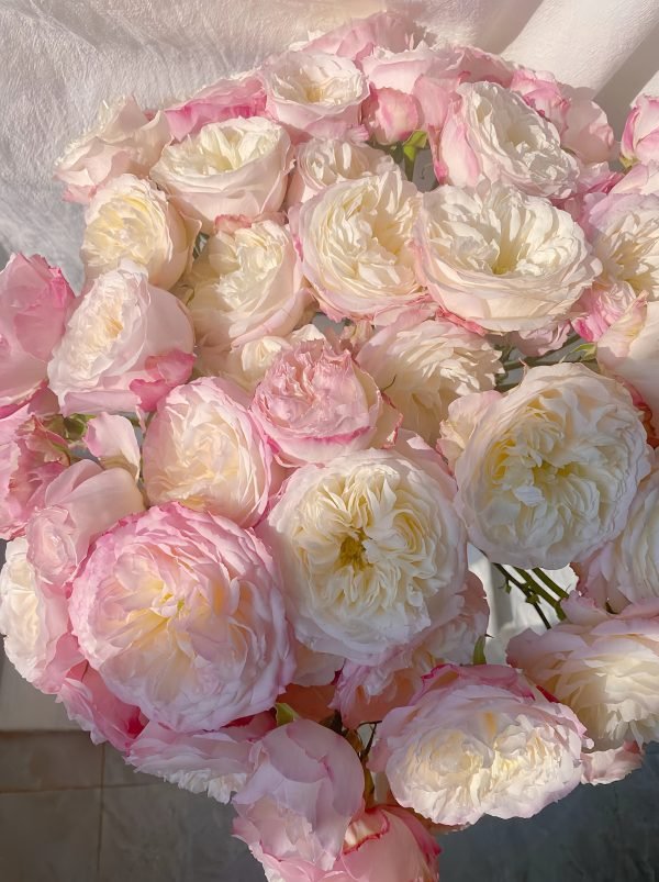 Kayla Rose for sale