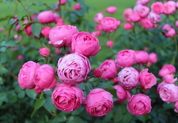 pomponella Rose