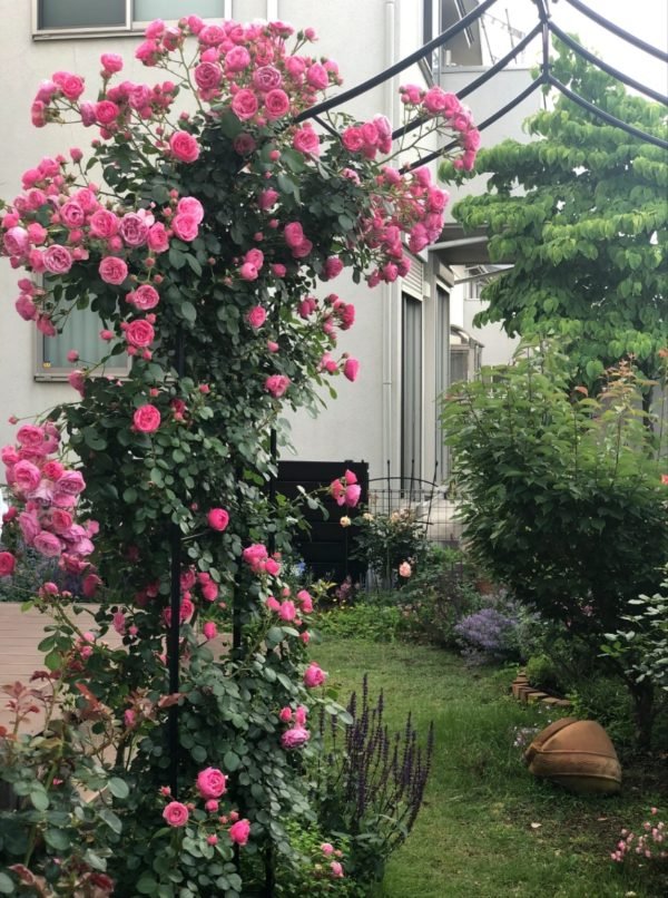 pomponella Rose - Image 4