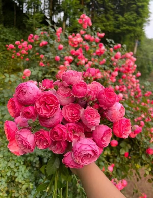 pomponella Rose - Image 2