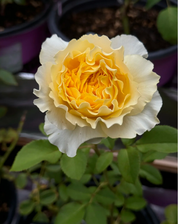 La Campanella Yellow Rose - Image 3
