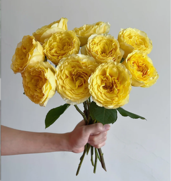 La Campanella Yellow Rose丨Your roses