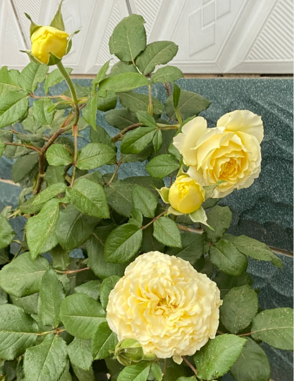 La Campanella Yellow Rose - Image 2