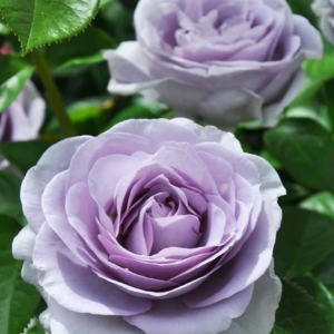  Blue Bajou Rose丨Your roses