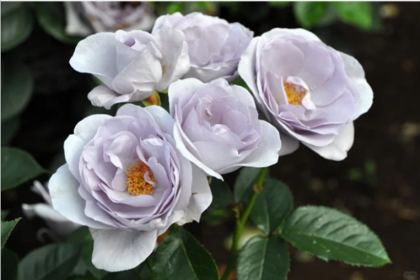  Blue Bajou Rose Plant丨Your roses