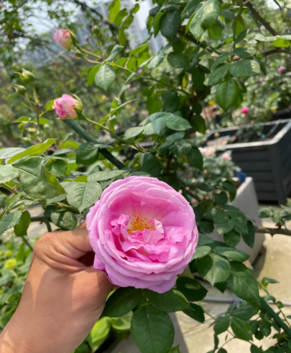  Blue Bajou Rose Bush丨Your roses