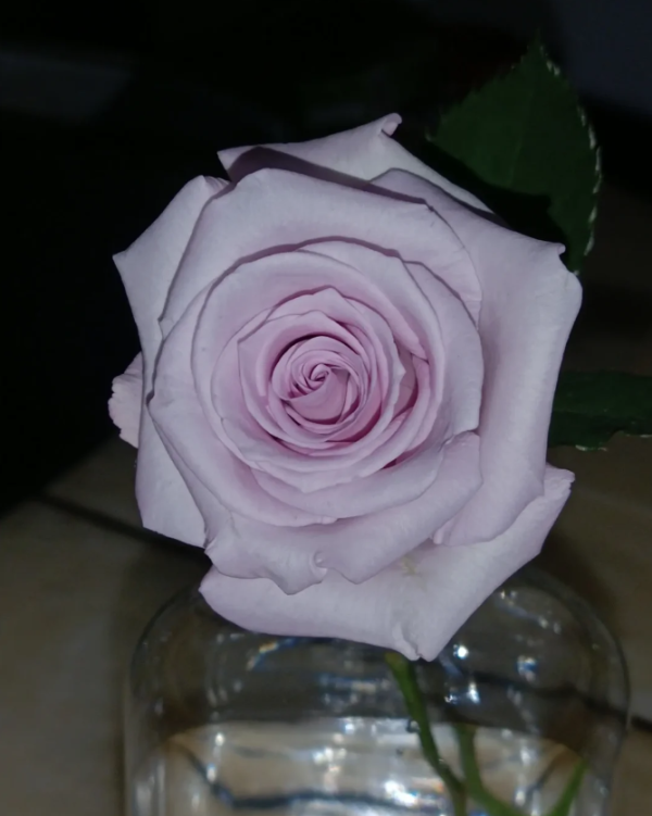  Blue Bajou Roses丨Your roses