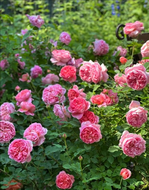 rose boscobel丨Your roses