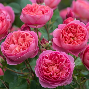 boscobel roses丨Your roses