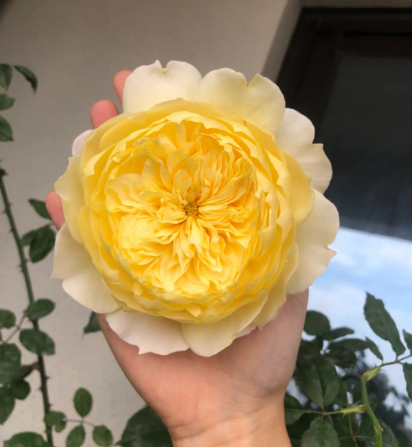 Caramel Antike Freelander Rose Plant丨Your roses