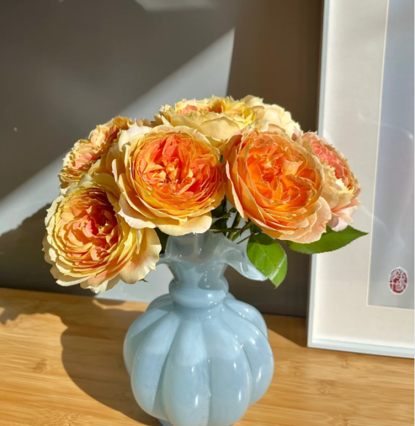 Caramel Antike Freelander Rose for sale丨Your roses