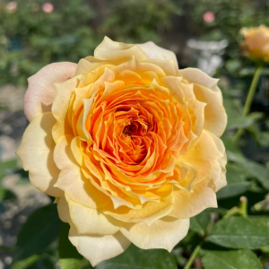 Caramel Antike Freelander Rose丨Your roses