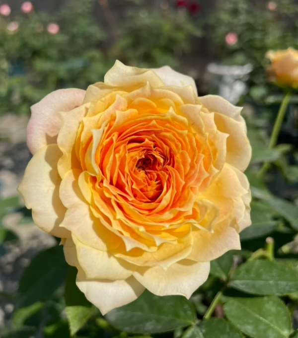 Caramel Antike Freelander Rose丨Your roses