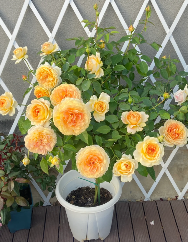 Caramel Antike Freelander Rose丨Your roses