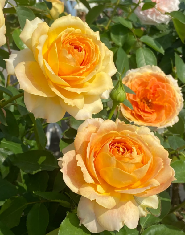 caramel antike rose plant for sale丨Your roses