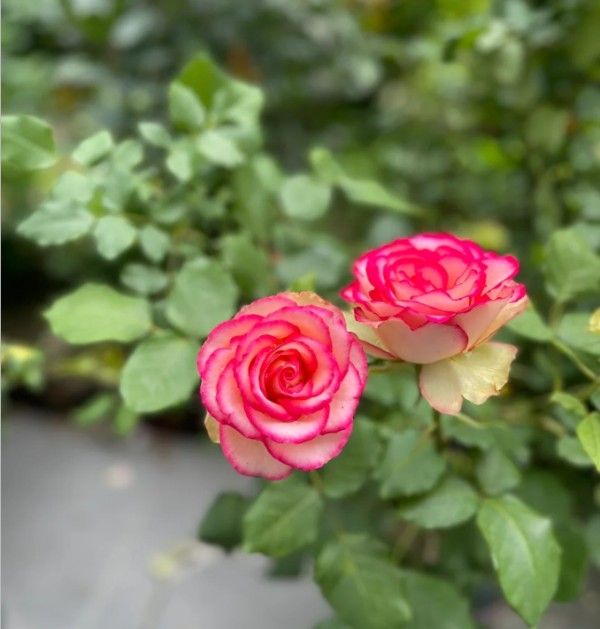 carousel rose丨Your roses