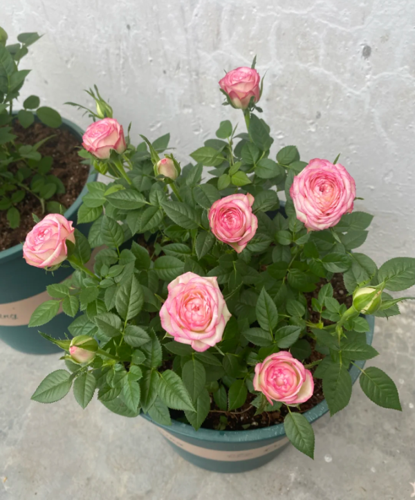 carousel rose for sale丨Your roses