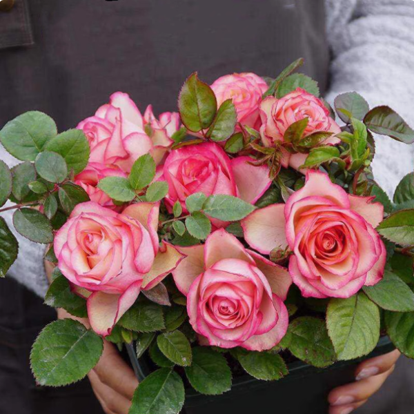 carousel rose Plant丨Your roses