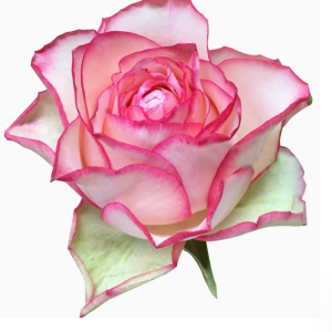 carousel rose丨Your roses