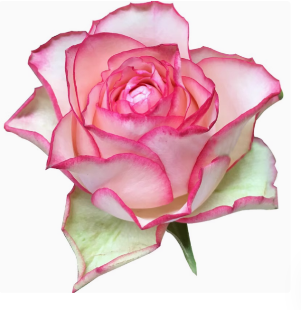 carousel rose丨Your roses