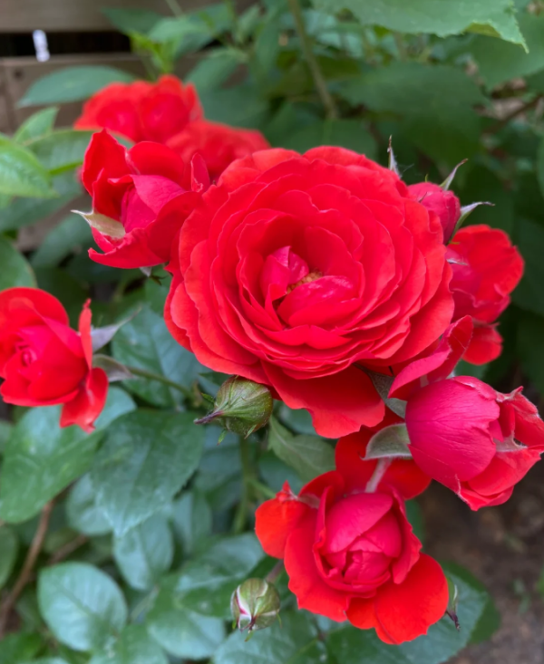 Chica Veranda Rose for sale丨Your roses