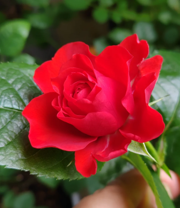 Chica Veranda Rose Plant丨Your roses