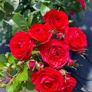 Chica Veranda Rose丨Your roses