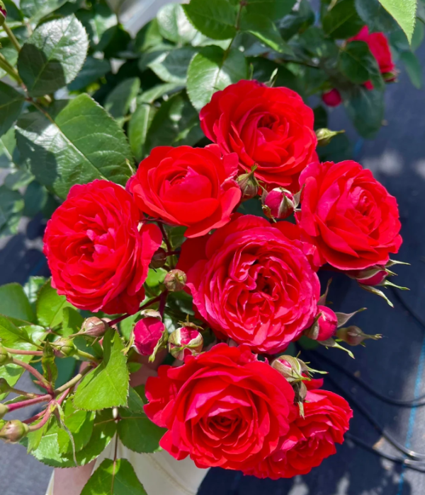 Chica Veranda Rose丨Your roses