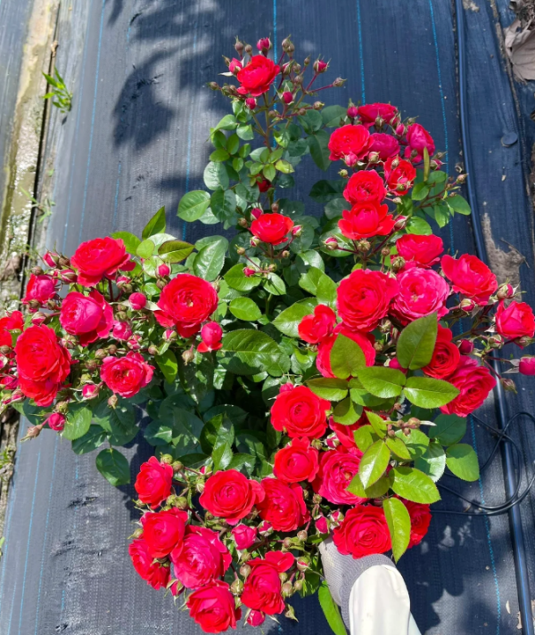 Chica Veranda Roses丨Your roses