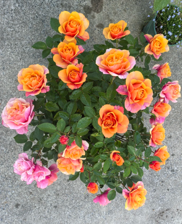 El Paso Forever Rose for sale丨Your roses
