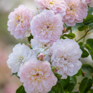 Elizabeth Rose丨Your roses