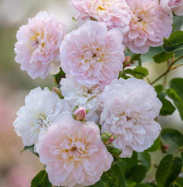 Elizabeth Rose丨Your roses