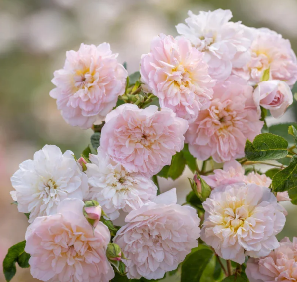 Rose Elizabeth丨Your roses