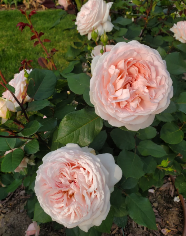 Fairytale Magic Rose Plant丨Your roses