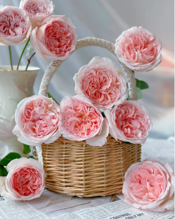 Fairytale Magic Rose丨Your roses