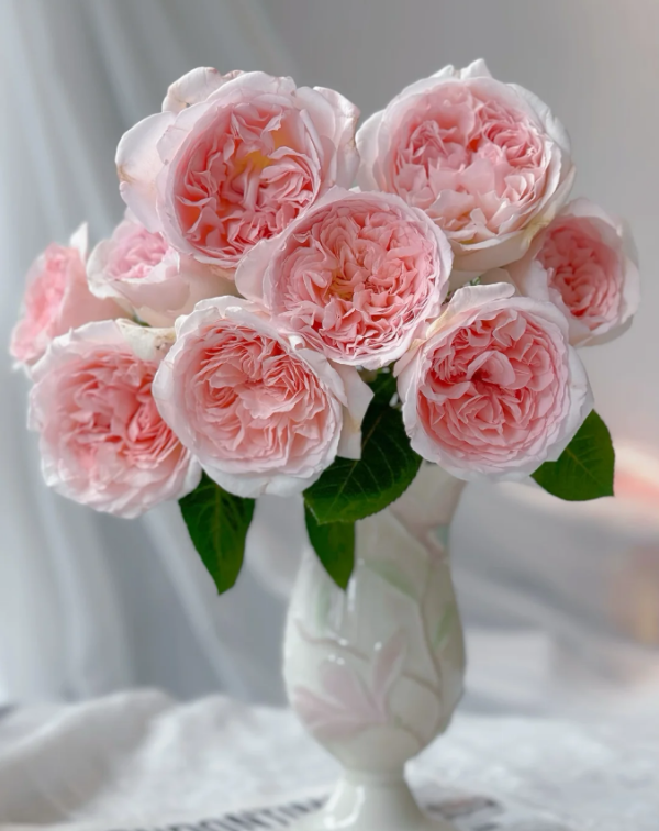 Fairytale Magic Roses丨Your roses